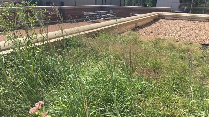 “Green roofs” are an increasingly popular practice that can accomplish a wide variety of jobs in the urban landscape.