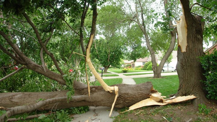 A split trunk after collapsing on the sidewalk.