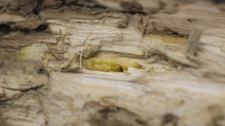 EAB Larvae in Ash Tree.