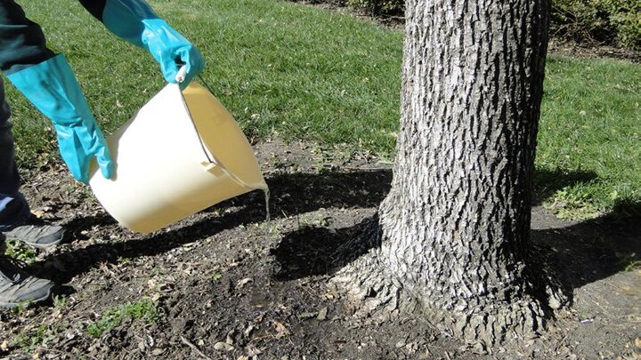 Photo of soil treatment being applied around the base of an ash tree