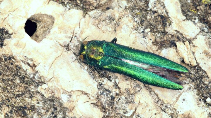 Adult EAB insect, closeup. 