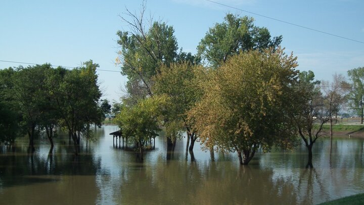 Flooded trees at Hayworth Park