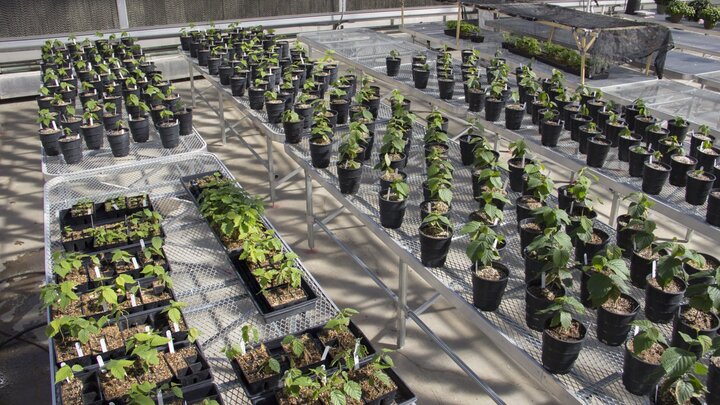 Various types of trees in a greenhouse