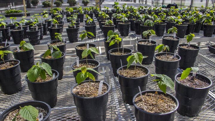 Plants inside of a greenhouse. 