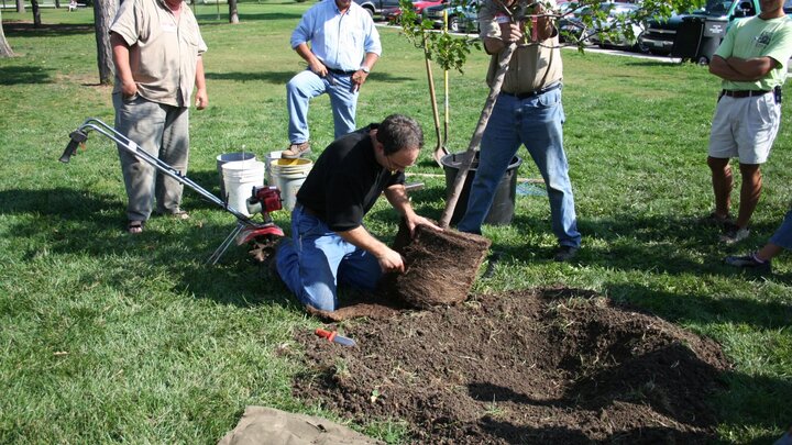 Man placing root ball into hole dug in soil.