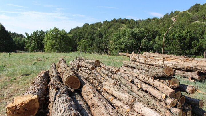 Cedar logs stacked.