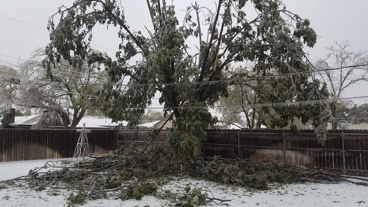 An ice storm intensely damaged this pecan tree. 