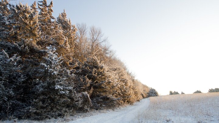 A windbreak helps deter blowing and drifting snow. 