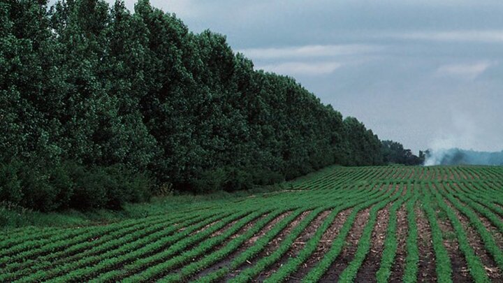 Photo of windbreak alongside a soybean field