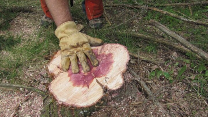 Logger holds hand next to Eastern Redcedar stump. 