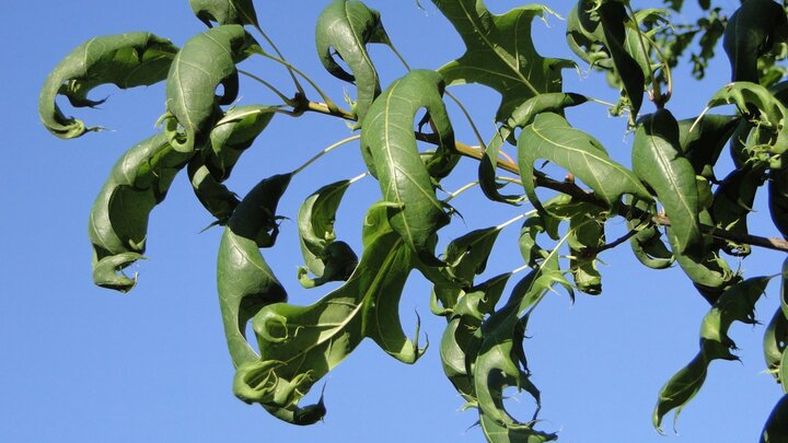 Leaf cupping of an oak tree. This is typical of dicambia or 2,4-D exposure. 