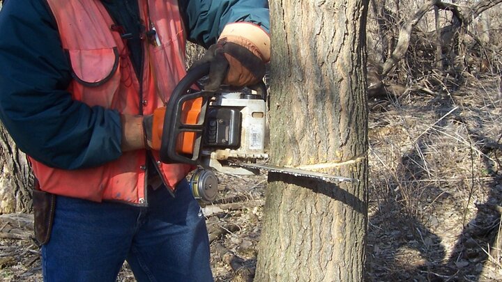 Worker in safety equipment is chainsawing a tree. 