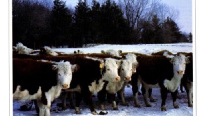 Photo of livestock gathered near a windbreak