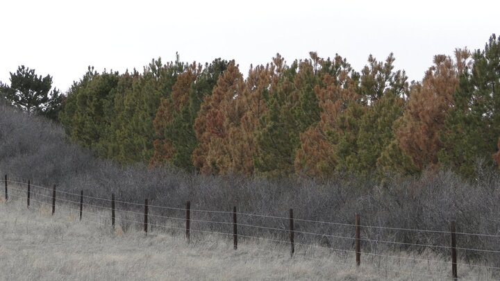 Photo of a pine windbreak, north of Lisco, Nebraska.