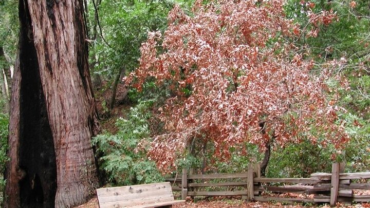 Oak tree in forest suffering from sudden oak death.