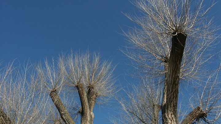 Tree that has been topped.