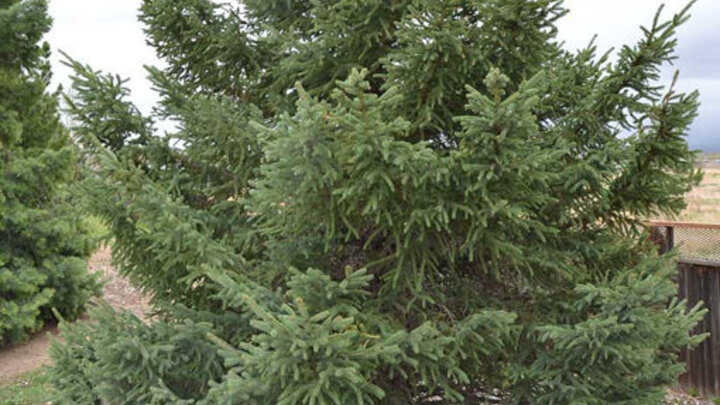 White Spruce (Black Hills Spruce) 