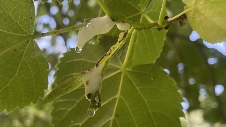 Foamy substance and water droplets on a tree branch with green leaves in sunlight.