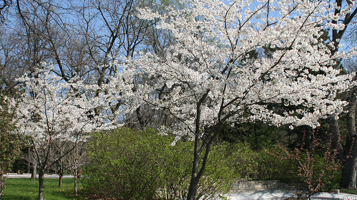 American plum tree in full bloom. 