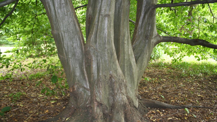 A closeup of the hornbeam's muscular trunk. 