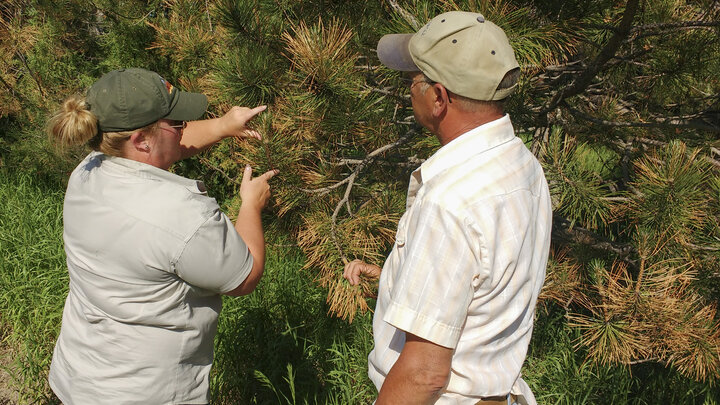 Two people inspecting a pine tree in an outdoor green setting.