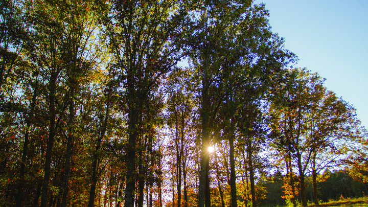 Northern Red Oak stand at Horning State Farm Demonstration Forest. 