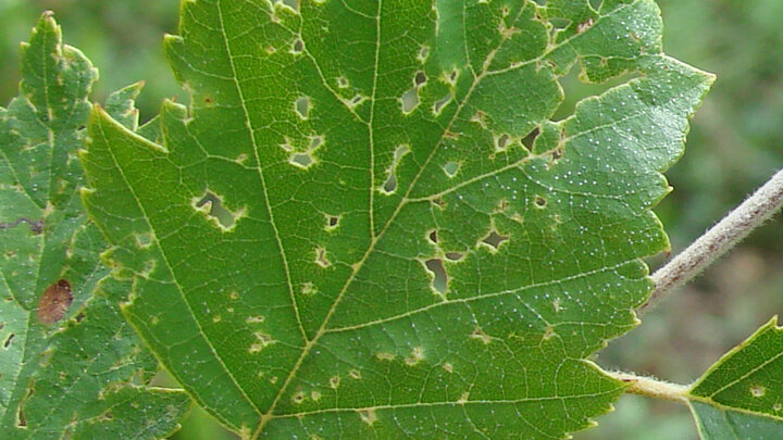 Leaf tatter on a birch tree