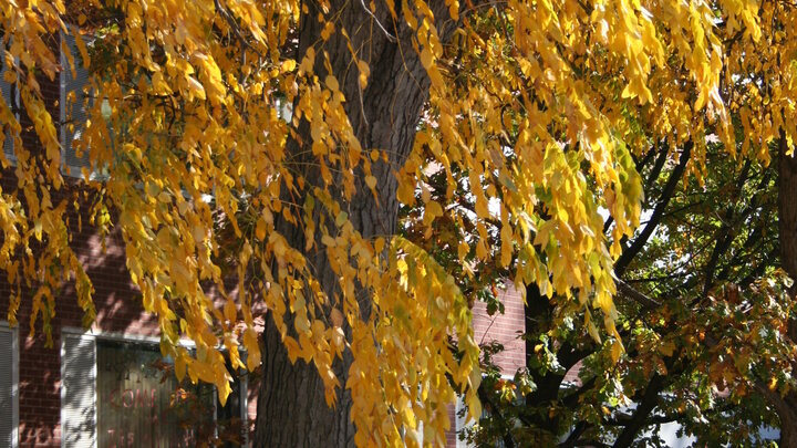 Kentucky Coffeetree has nice golden leaves in the fall. 
