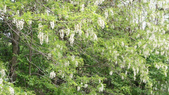 Black Locust flowering. 