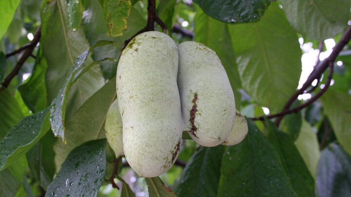 closeup of pawpaw fruit
