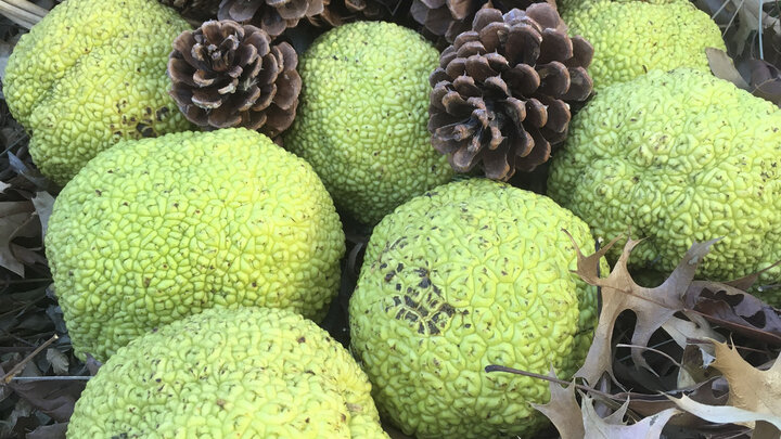 Osage Orange fruit is roughly the size of a softball. 