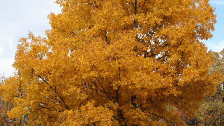 Bitternut Hickory tree. 