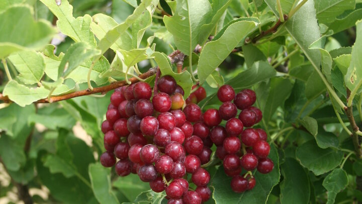 close up photograph of a chokecherry's fruit