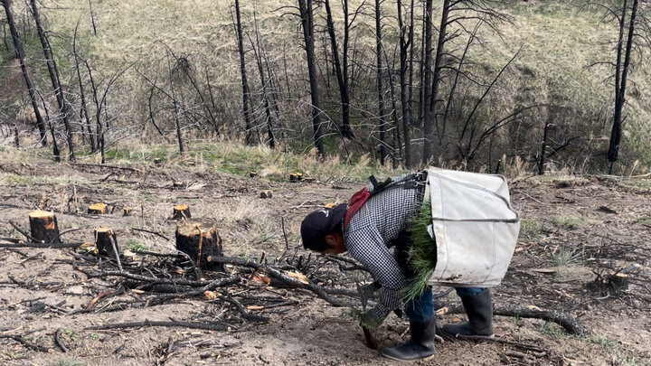A photo of a worker planting saplings in the Wildcat Hills