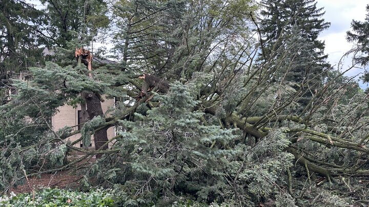 A photo of a heavily damaged tree on UNL's East Campus.