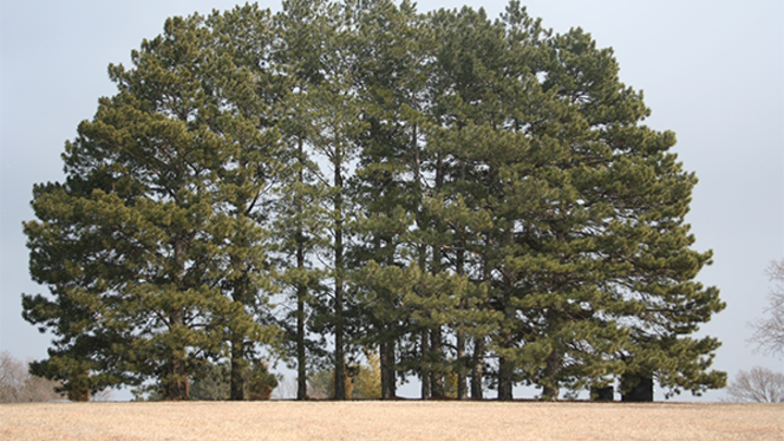 Ponderosa pine is a rapidly growing tree.