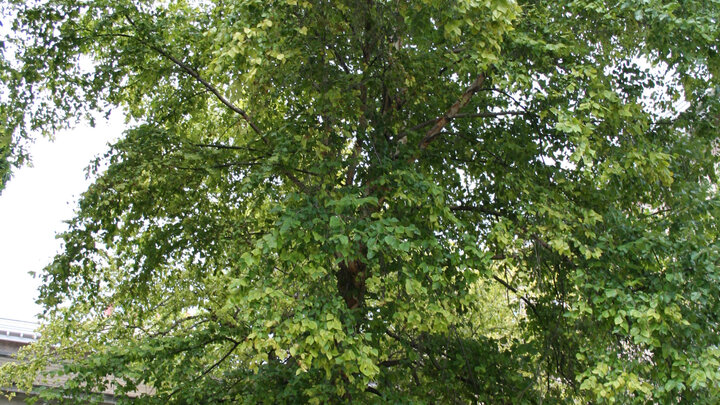 birch tree growing in front of a house. 