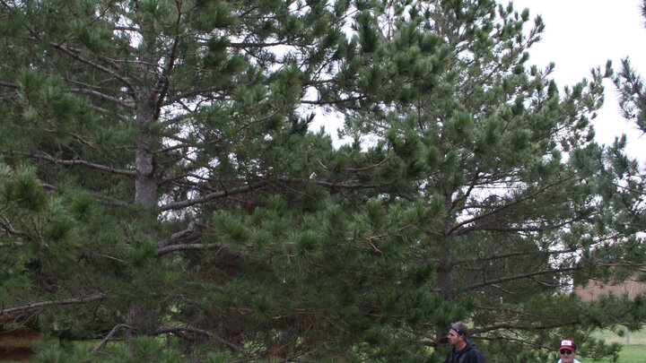 People standing next to a red pine. 