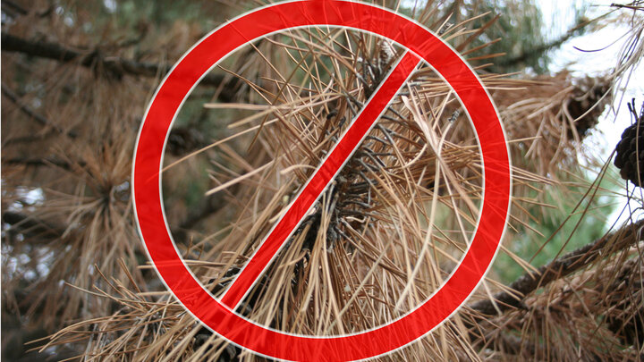 Scotch pine is no longer recommended for planting in Nebraska. 