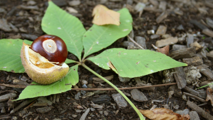 Ohio Buckeye