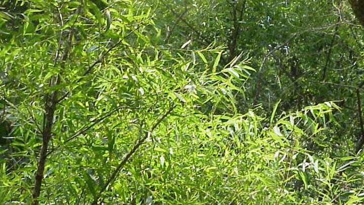 Black Willow in a river system. 