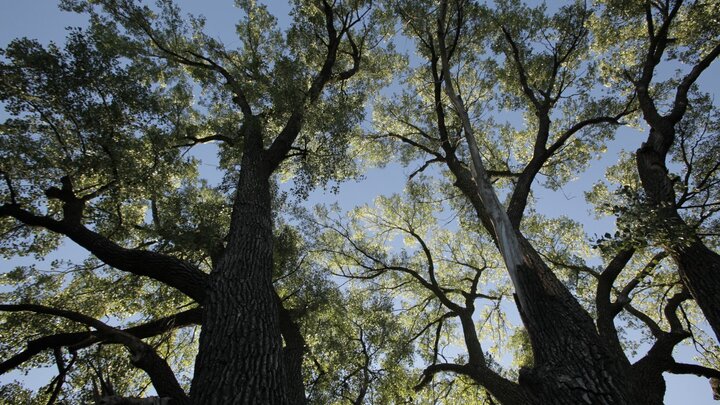 A photo of a tree line