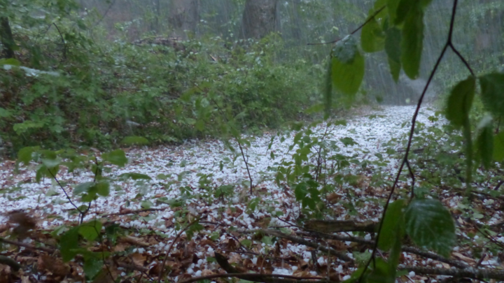A graphic discussing hail damage and trees