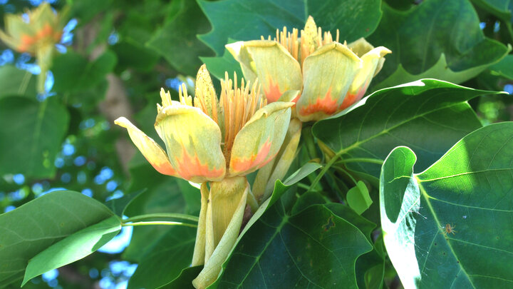 Tulip Tree in bloom. 