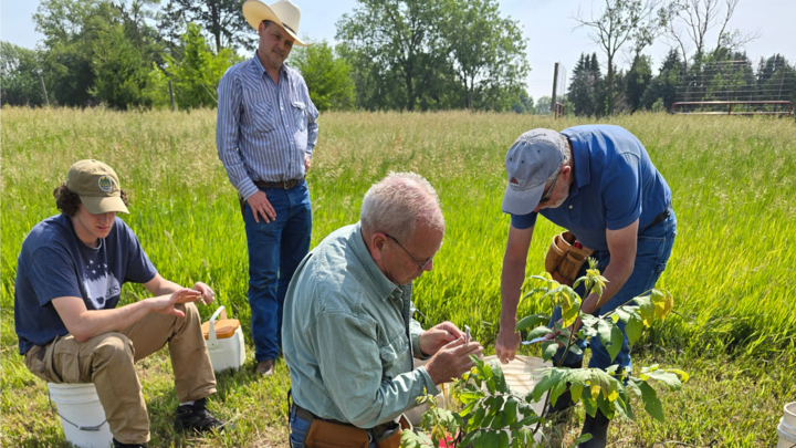 A photo of workers performing nut graphting 