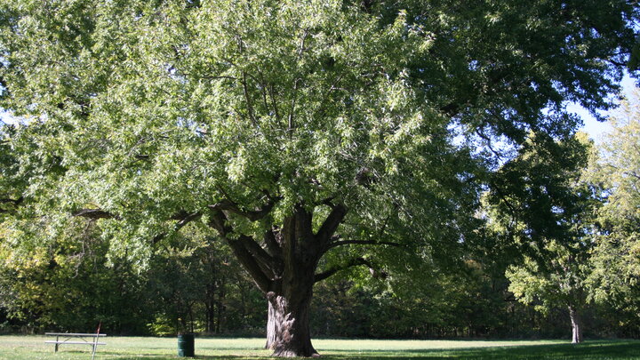 Silver Maple tree. 