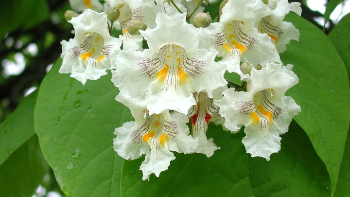 Northern Catalpa white flowers. 