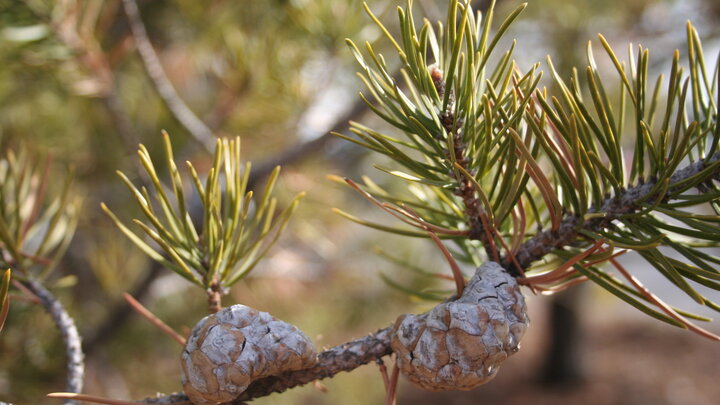 Jack Pine pine cone. 