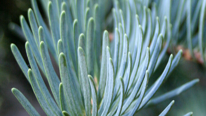 Concolor (white) Fir needles 