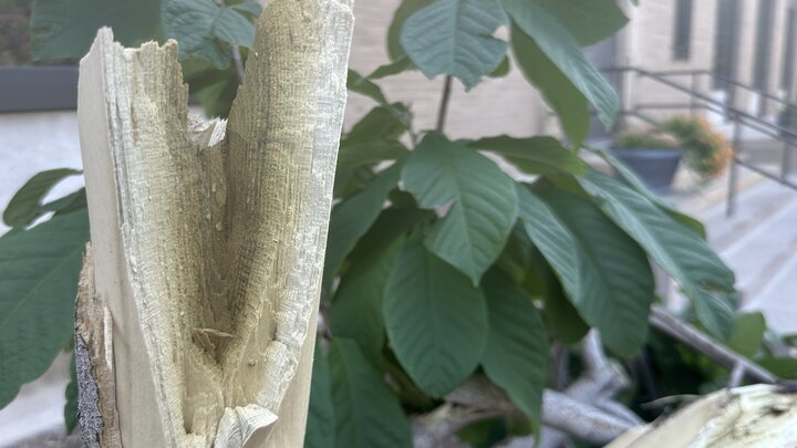 A photo of a storm damaged paw paw tree